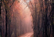 米博体育:德甲第12輪拜仁慕尼黑2-1沃爾夫斯堡 萊萬梅開二度科曼送出絕妙助攻.